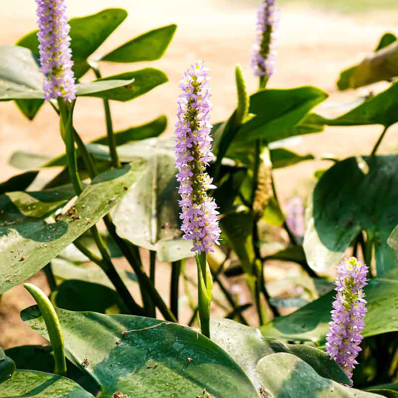 Pontederia cordata Pink Pons