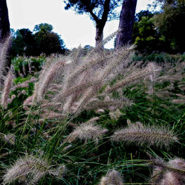 Pennisetum alopecuroides Hameln