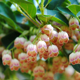 Enkianthus campanulatus - Arbuste
