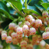 Enkianthus campanulatus