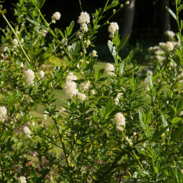 Ceanothus thyrsiflorus Millerton Point