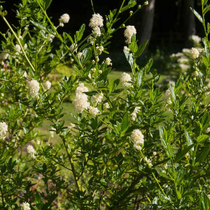 Ceanothus thyrsiflorus Millerton Point