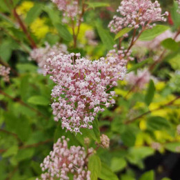 Ceanothus pallidus Marie Simon