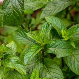 Menthe chocolat