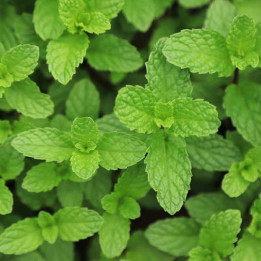 Menthe poivrée