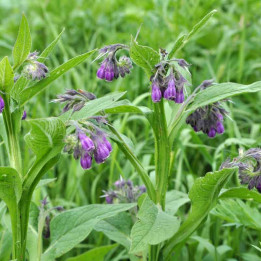 Consoude officinale