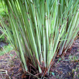 Citronnelle de Madagascar