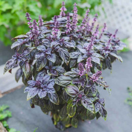 Basilic pourpre