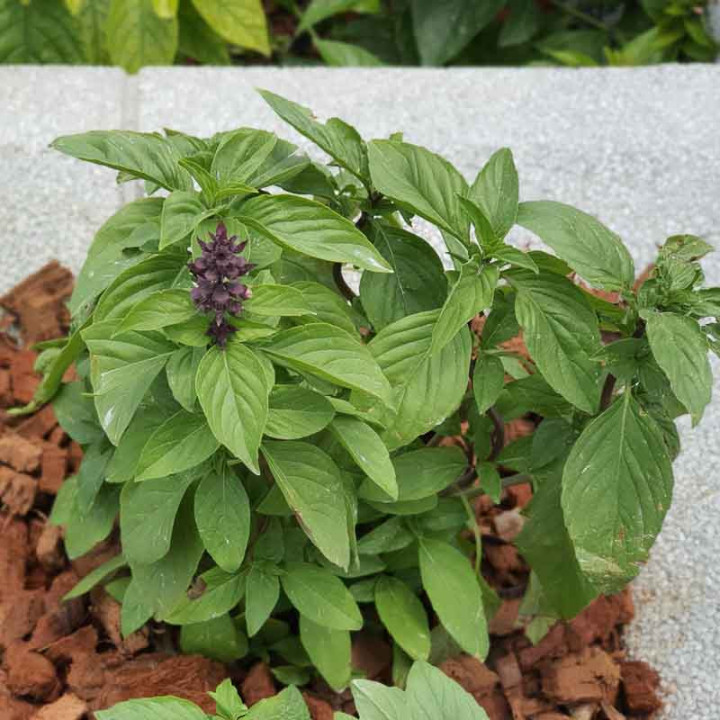 Basilic Cannelle