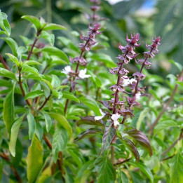 Basilic Thai