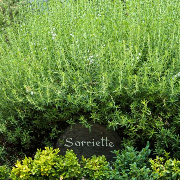 Sarriette