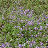 Thym serpolet