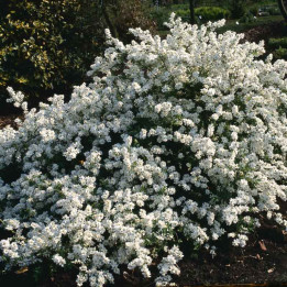 Exochorda macrantha The Bride