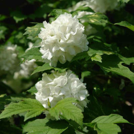 Viburnum plicatum Popcorn