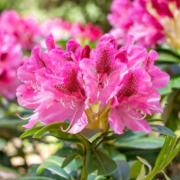 Rhododendron Cosmopolitan