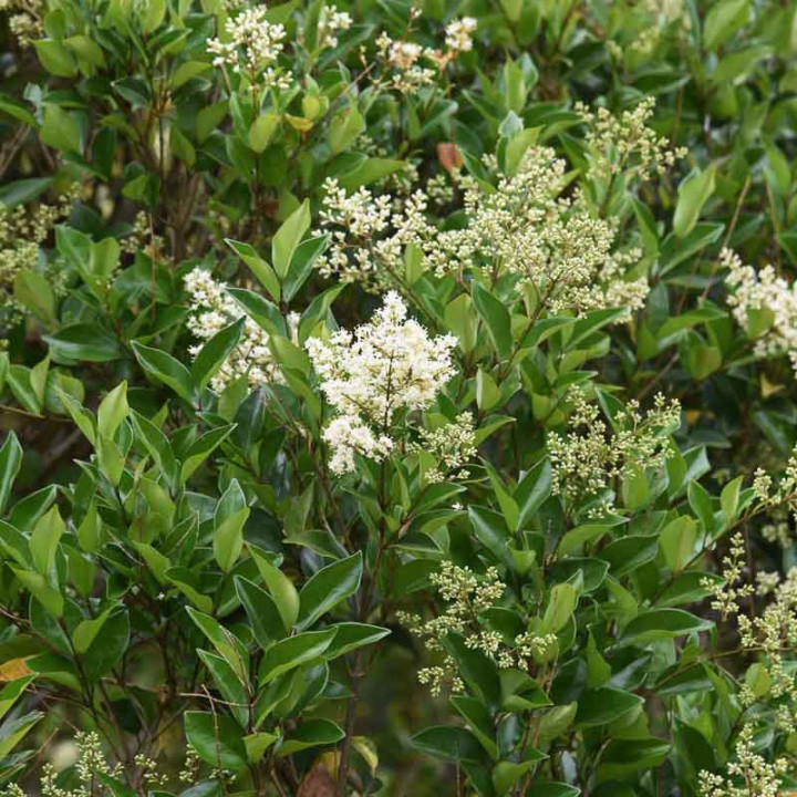 Ligustrum japonicum