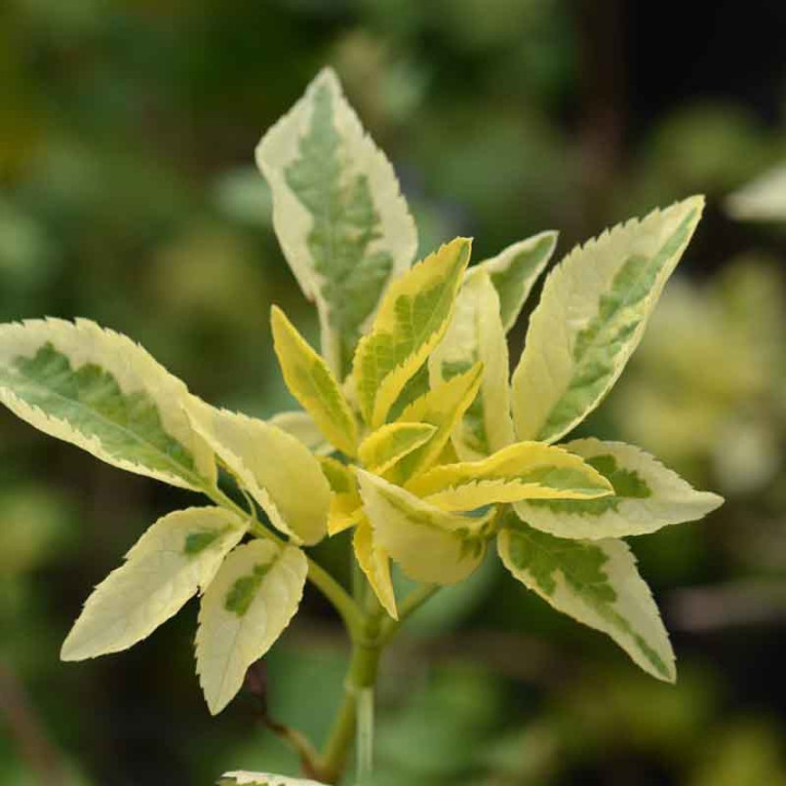 Sambucus nigra Madonna