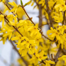 Forsythia Marée d'or