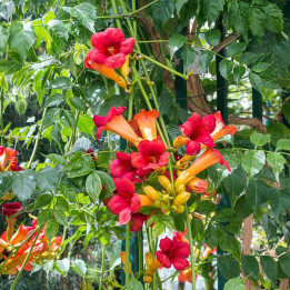 Campsis tagliabuana Madame Galen