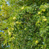 Maclura pomifera