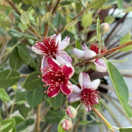 fleur de Feijoa Sellowiana