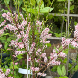 Tamarix tetrandra