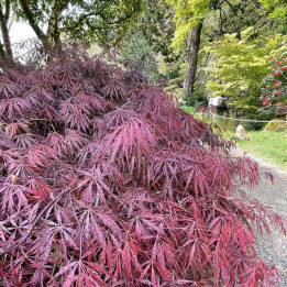 Acer palmatum Inaba Shidare
