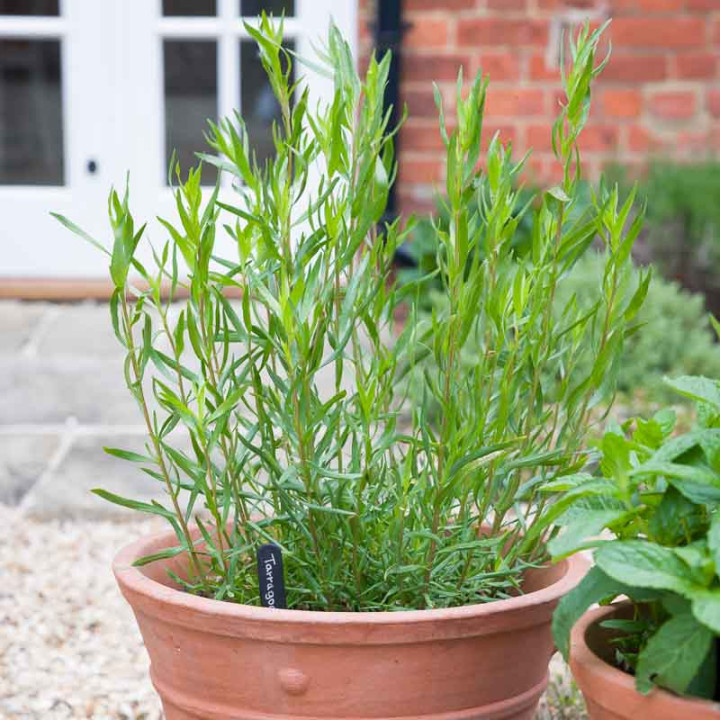 Estragon | Aromatiques | Le chatel des vivaces