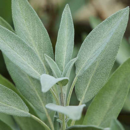 Sauge officinale