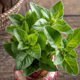 origan - Origanum vulgare