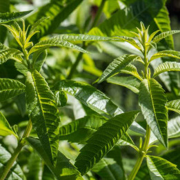 Verveine citronnelle