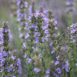 Hysope officinale