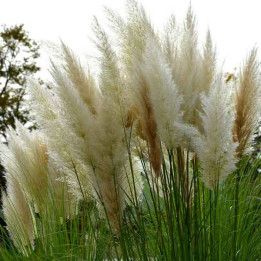 Cortaderia selloana Pink Feather