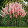 Cortaderia selloana Pink Feather