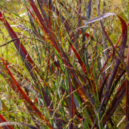 Panicum virgatum Sangria