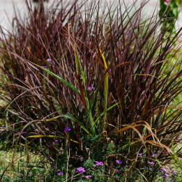 Miscanthus sinensis Ruby Cute