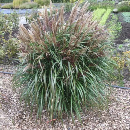 Miscanthus sinensis Volcano