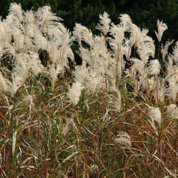 Miscanthus sinensis Graziella