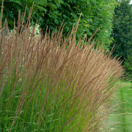 Molinia caerulea Moorhexe