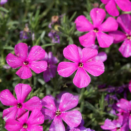 Phlox douglasii red Admiral