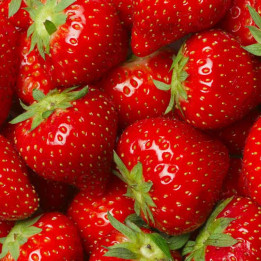 Fraisier Anaïs