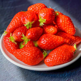Fraisier Gariguette