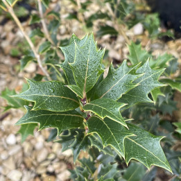 Osmanthus ilicifolius