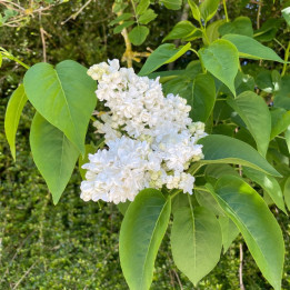 Syringa vulgaris Dentelle d'Anjou