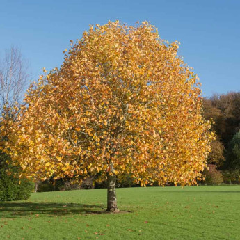 Liriodendron tulipifera Liriodendron tulipifera