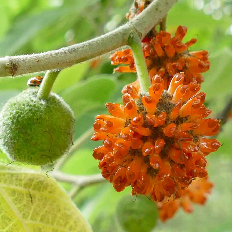 Broussonetia papyrifera Broussonetia papyrifera