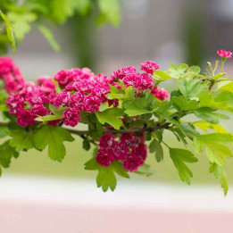 Crataegus laevigata Paul's Scarlet
