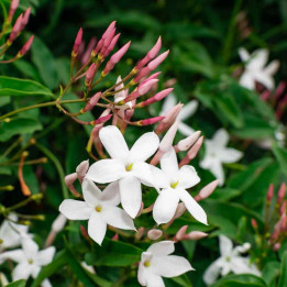 Jasminum officinalis