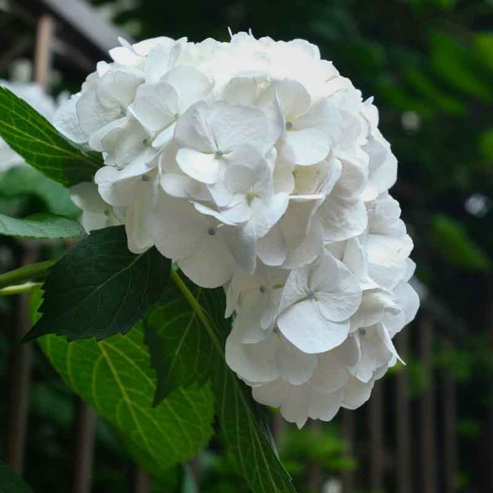 Hydrangea macrophylla Soeur Thérèse