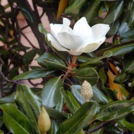 Magnolia grandiflora